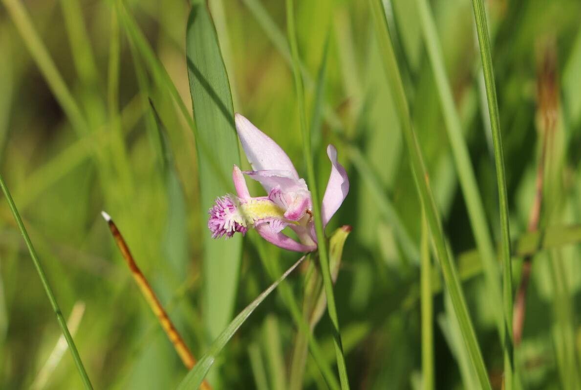 Pogonia japonica — related species from the same genus