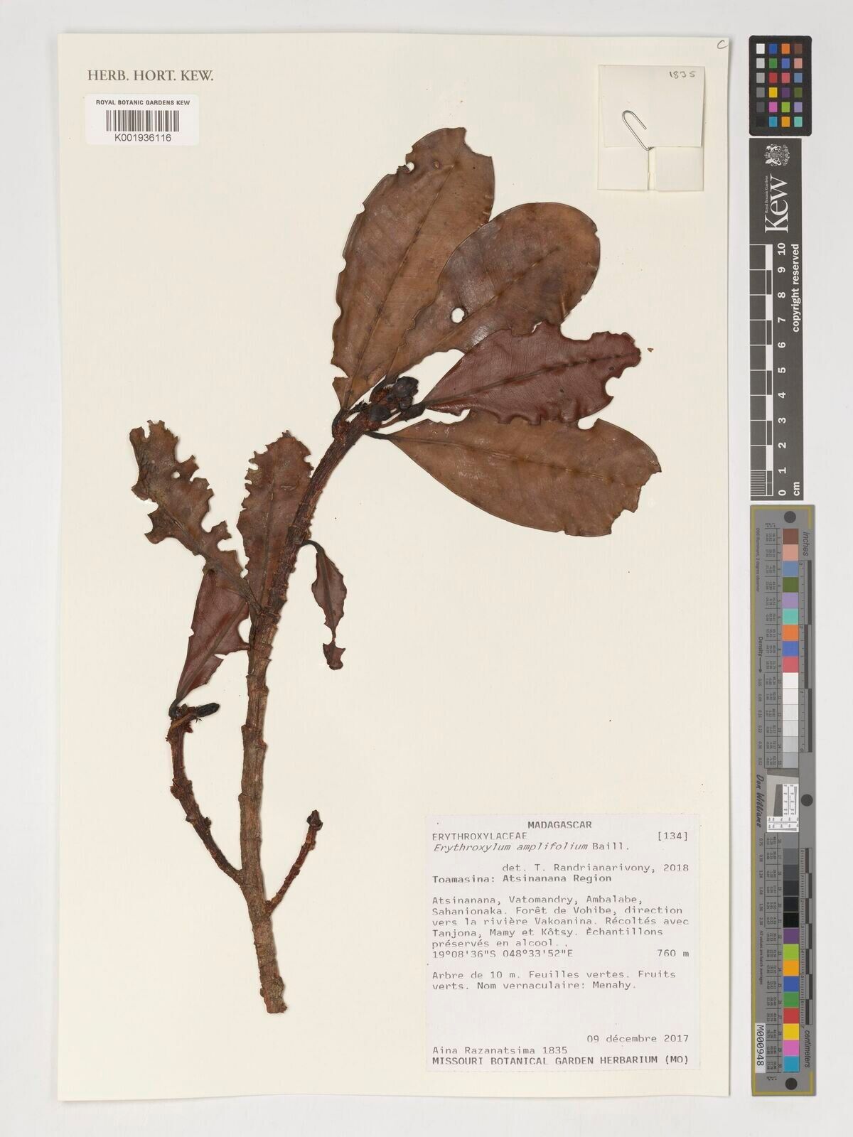 Erythroxylum amplifolium — related species from the same genus