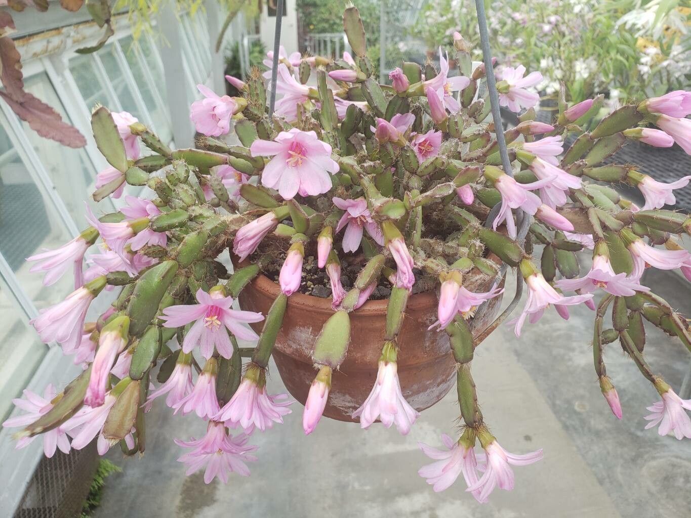 Rhipsalidopsis rosea habit