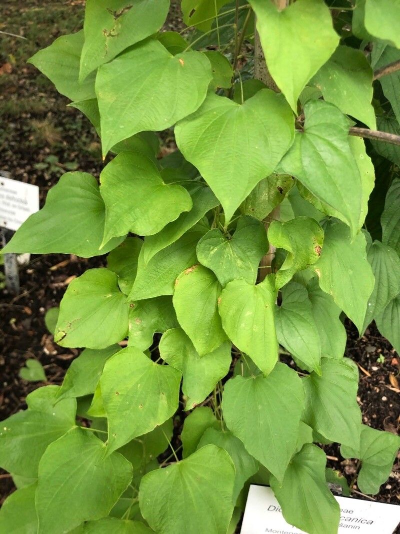 Dioscorea balcanica — search result for 'Dioscorea'