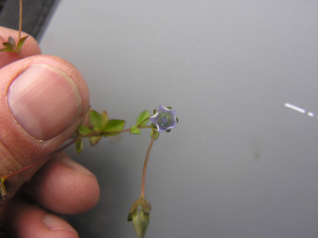 Lomatogonium chumbicum other