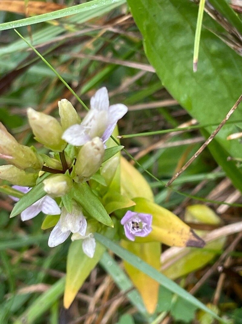Gentianella amarella habit