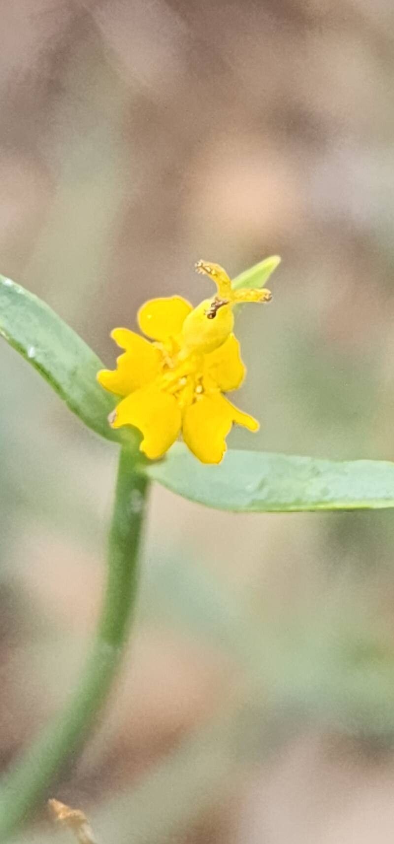 Euphorbia gedrosiaca flower