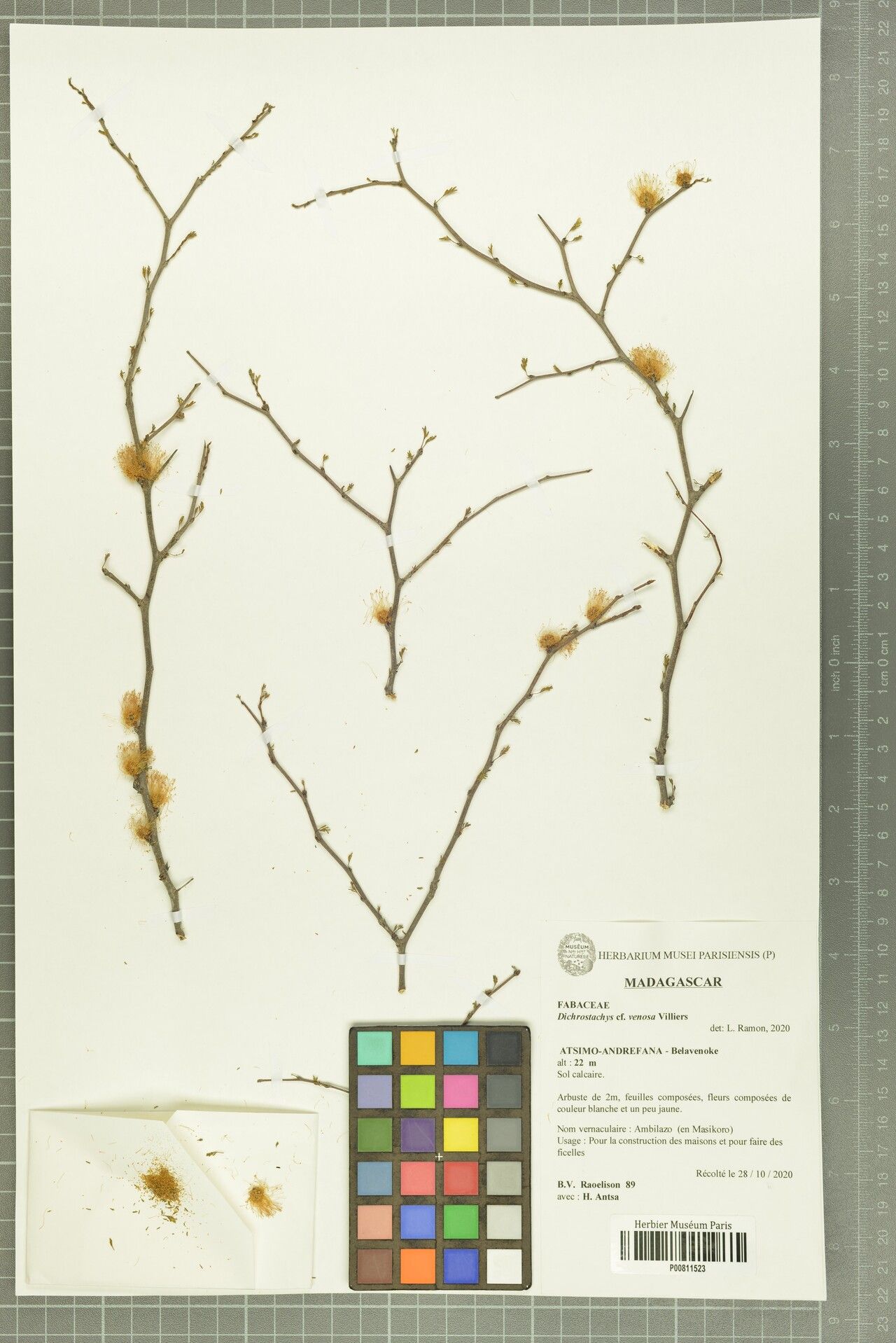 Dichrostachys venosa — houseplant care guide