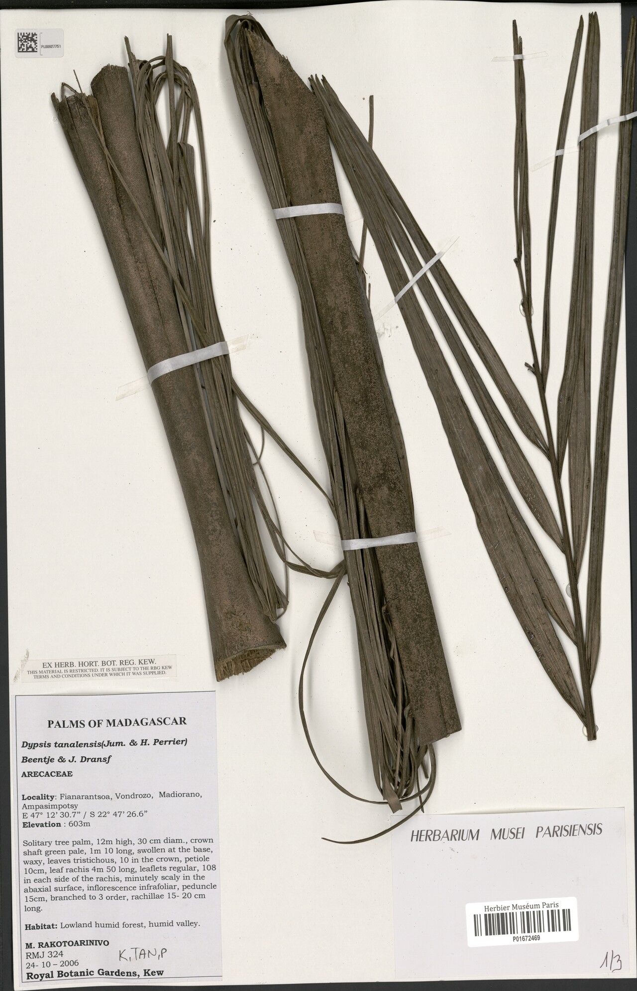 Dypsis tanalensis — houseplant care guide