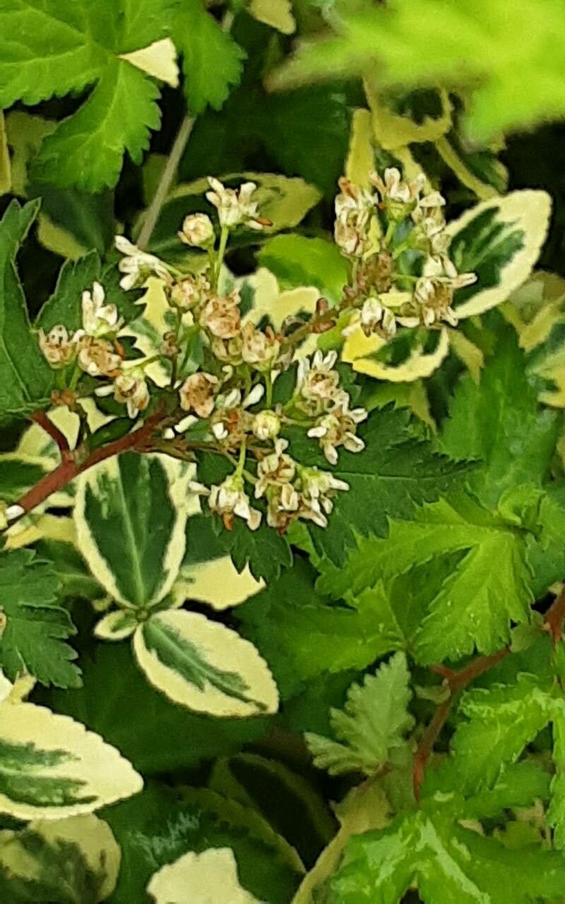 Neillia incisa flower