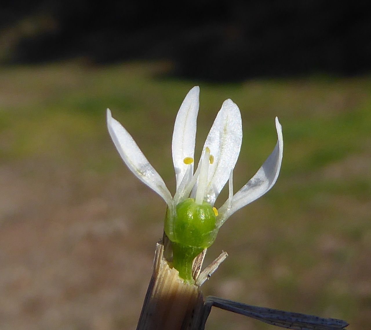 Allium chamaemoly fruit