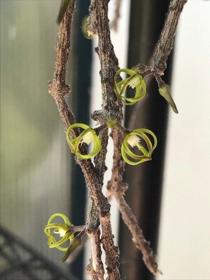 Cynanchum marnierianum flower