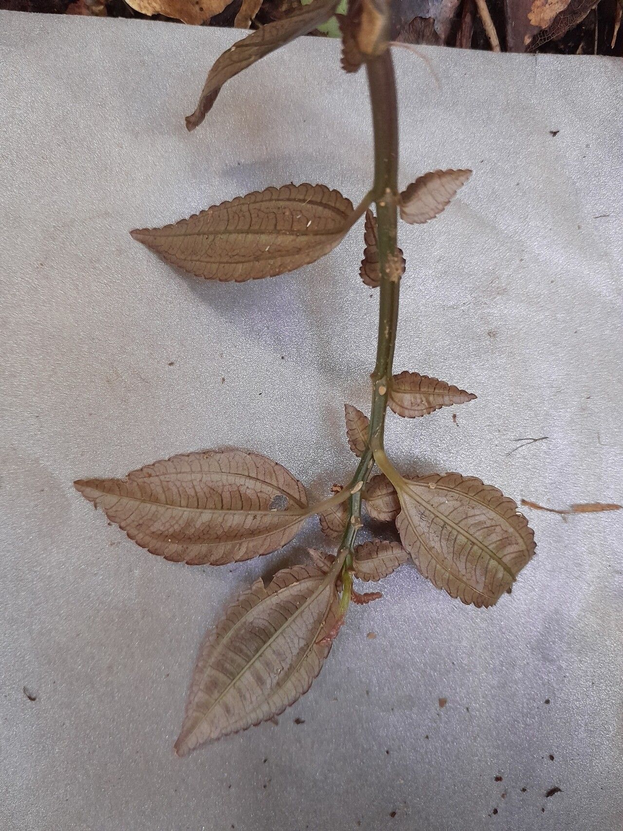 Pilea capitata — search result for 'Pilea'