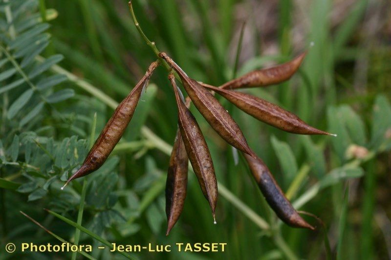 Vicia incana fruit