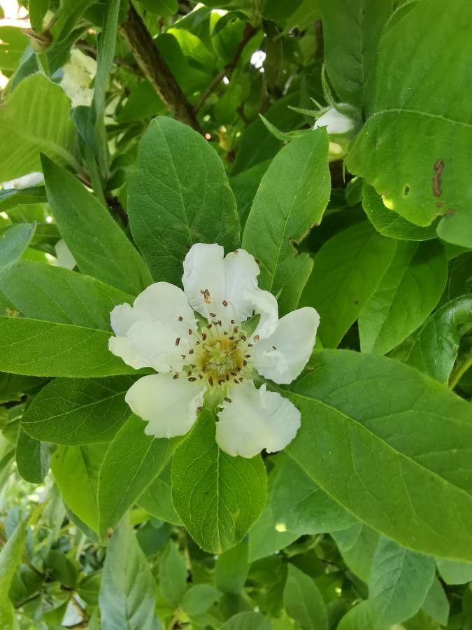 Mespilus germanica flower