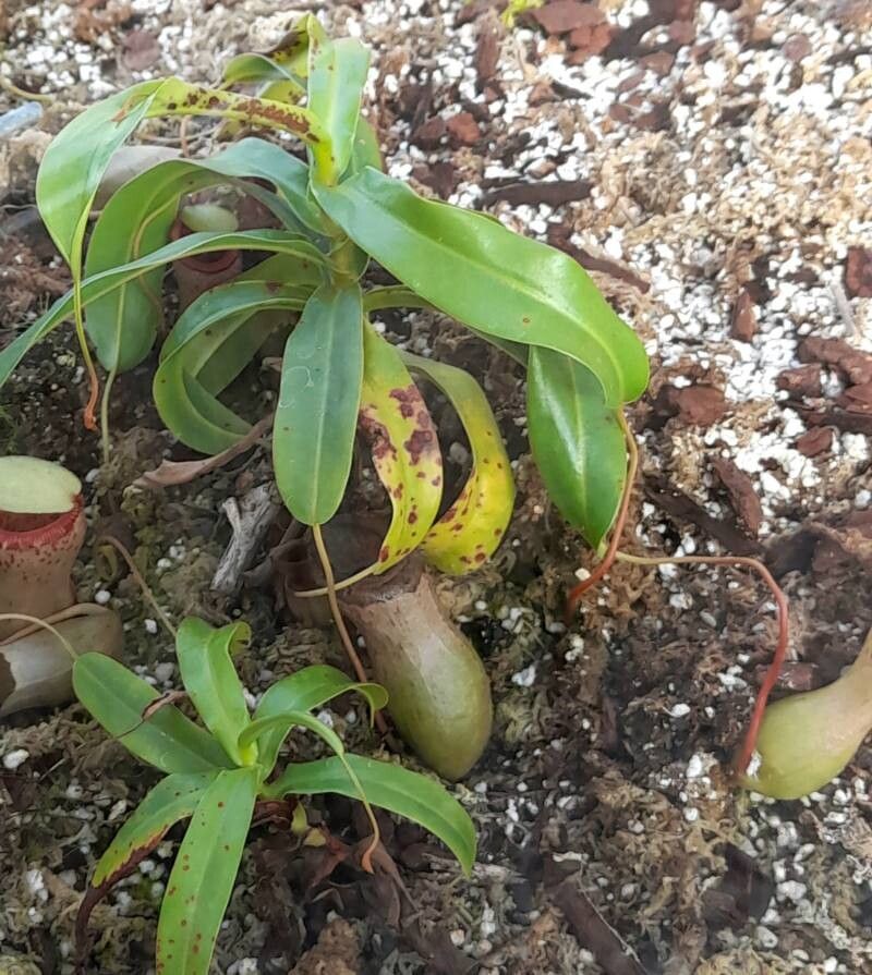 Nepenthes ventricosa habit