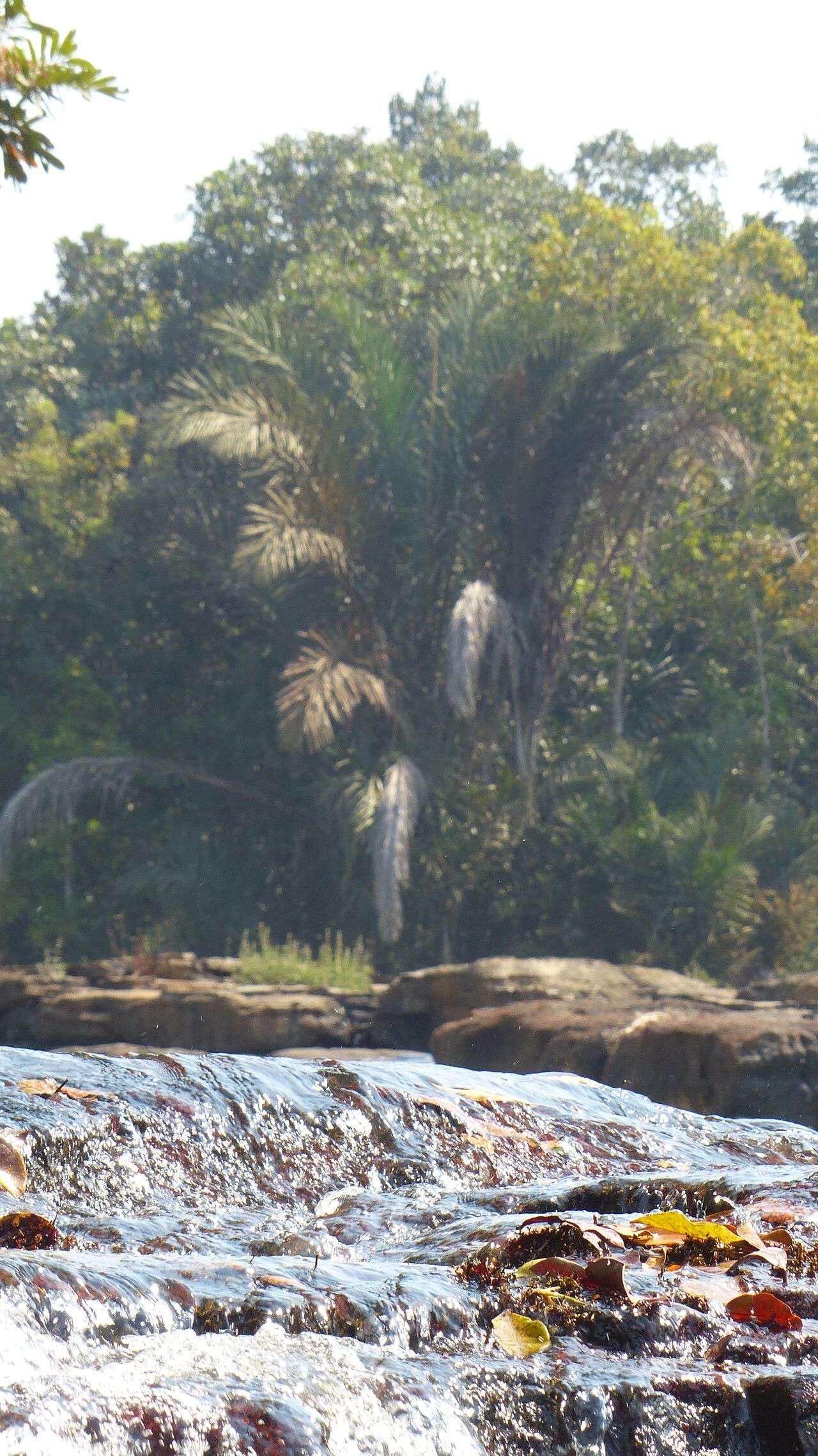 Raphia sudanica habit