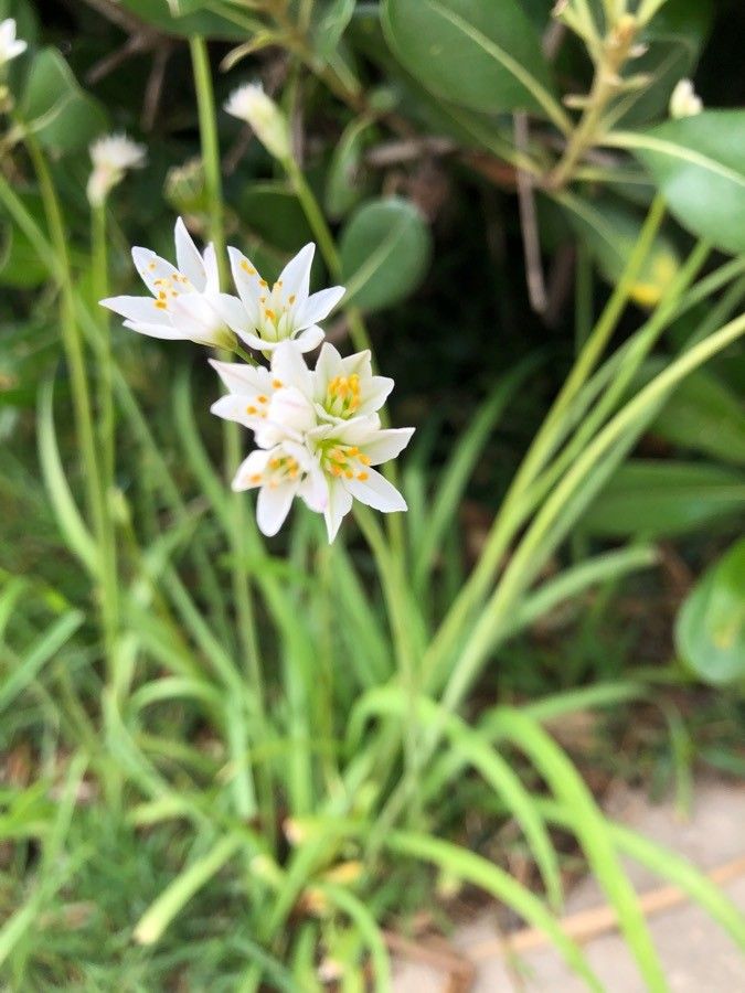 Nothoscordum borbonicum — related species from the same genus