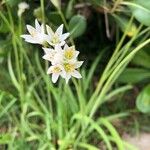 Nothoscordum borbonicum