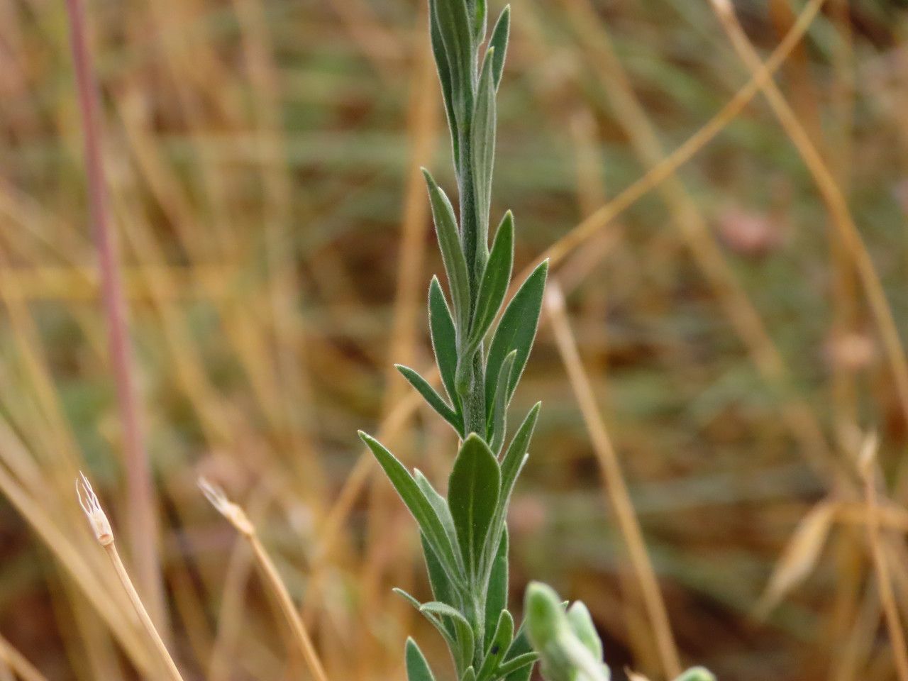 Delphinium halteratum bark