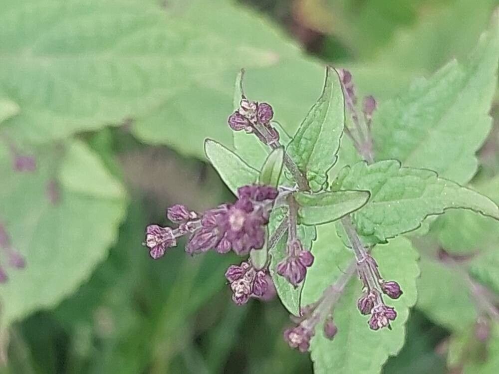 Isodon longitubus fruit