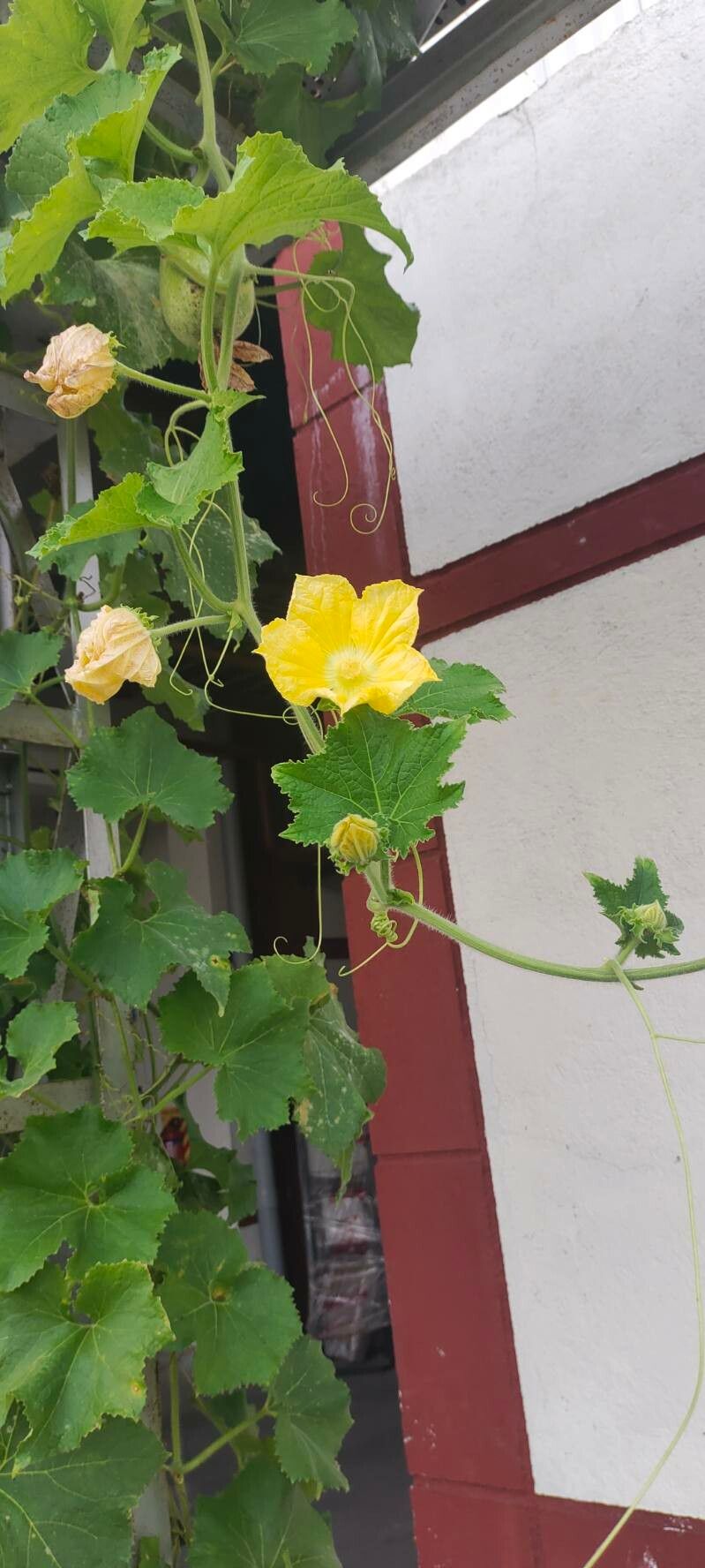 Benincasa hispida leaf