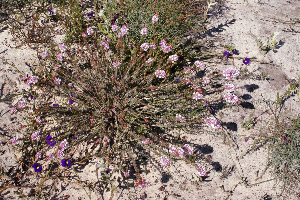 Verticordia plumosa habit