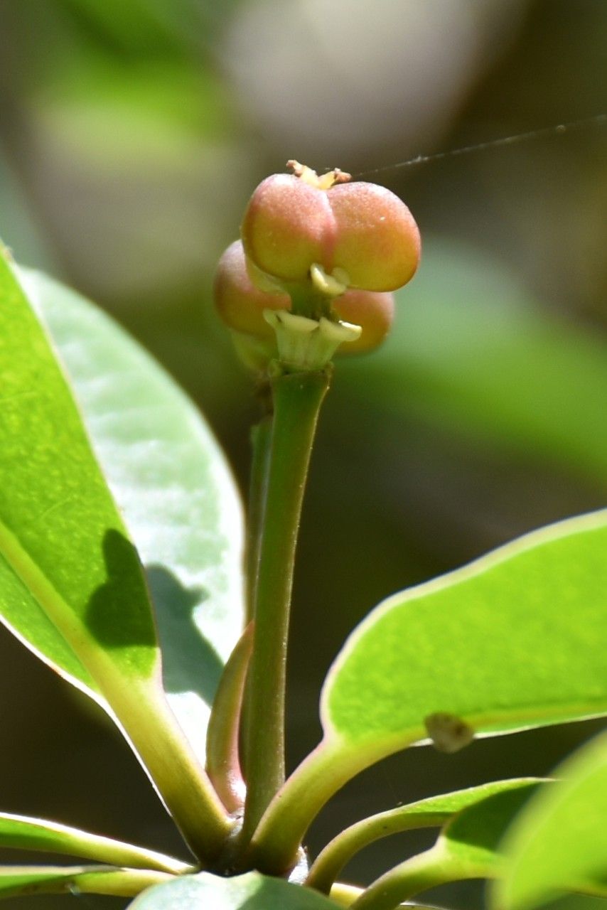 Euphorbia pyrifolia fruit
