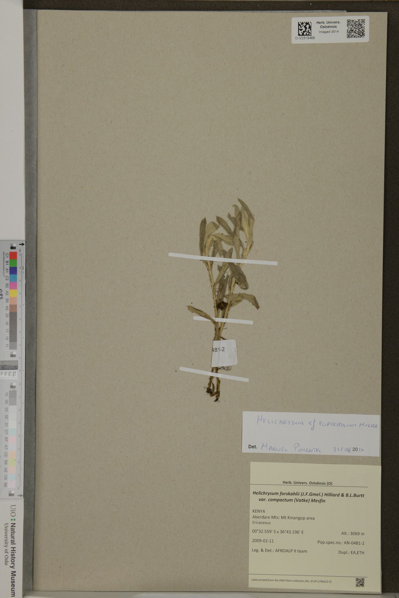 Helichrysum ellipticifolium — search result for 'Helichrysum'