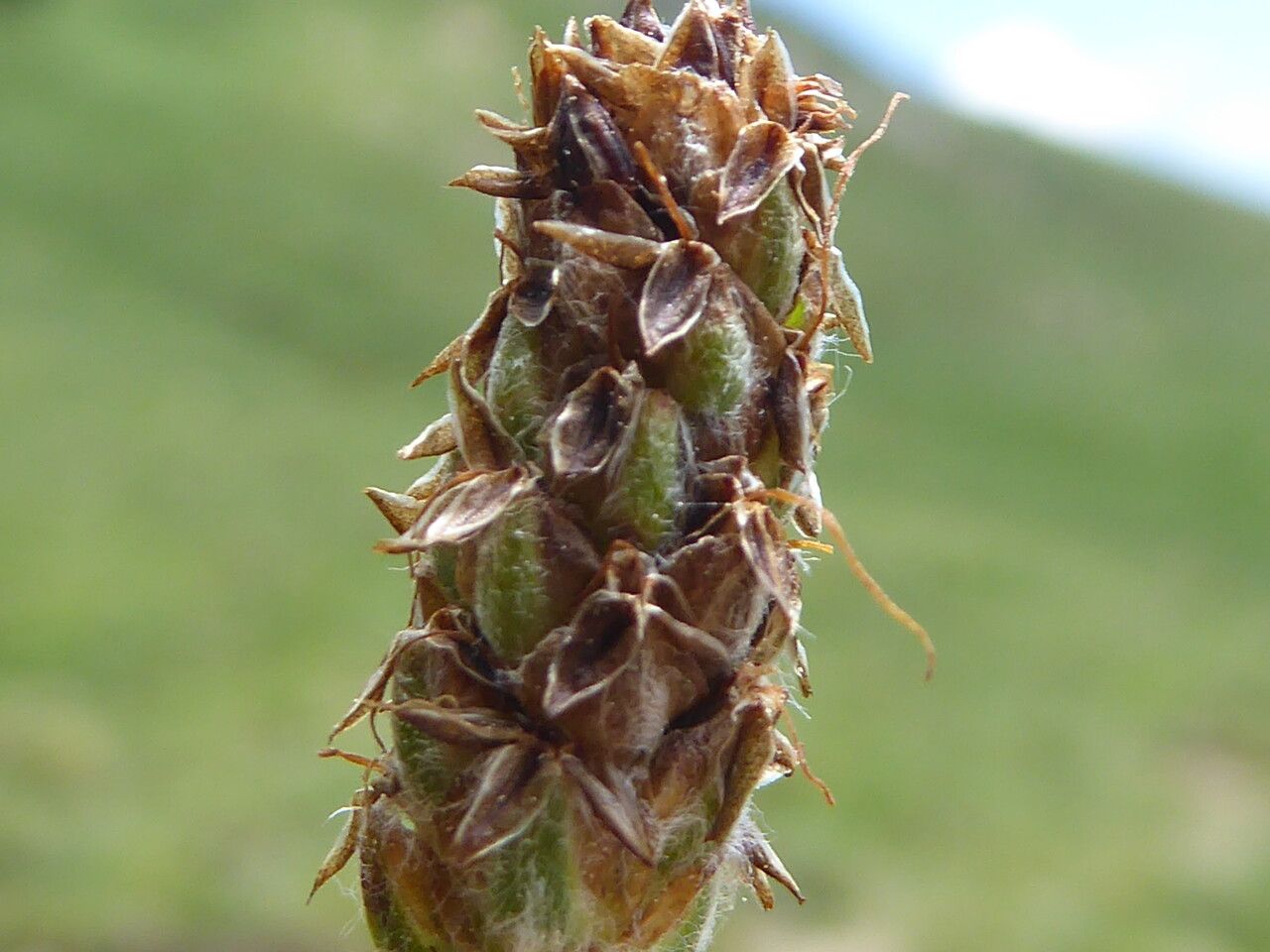Plantago monosperma fruit