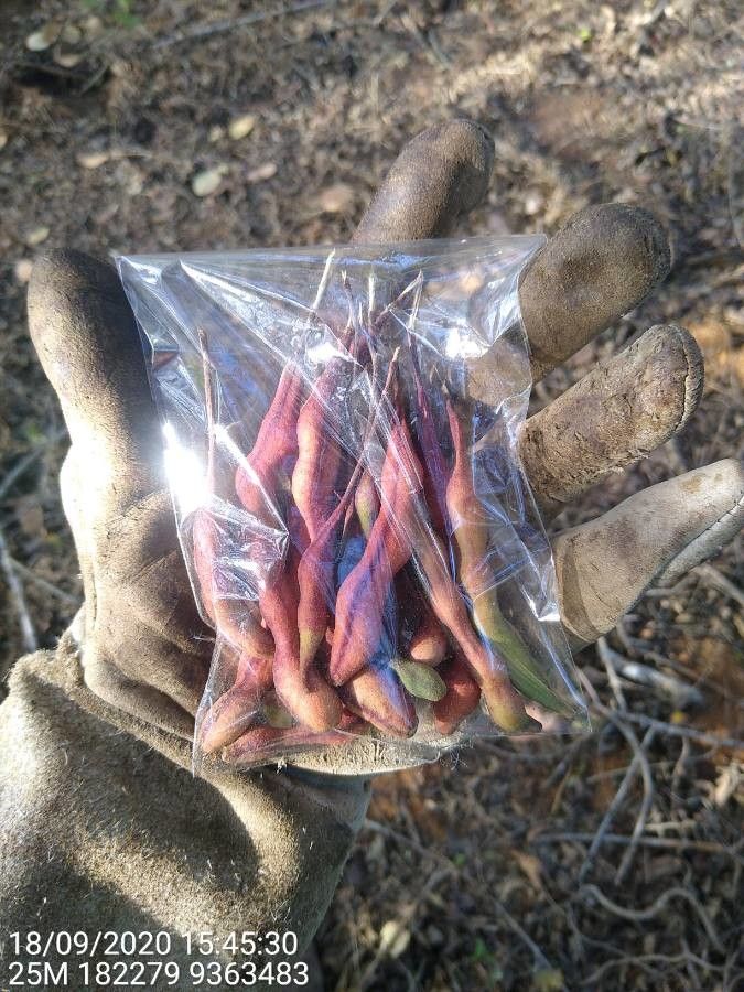 Morisonia hastata fruit