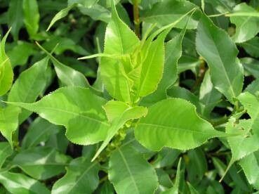 Salix pyrifolia — houseplant care guide