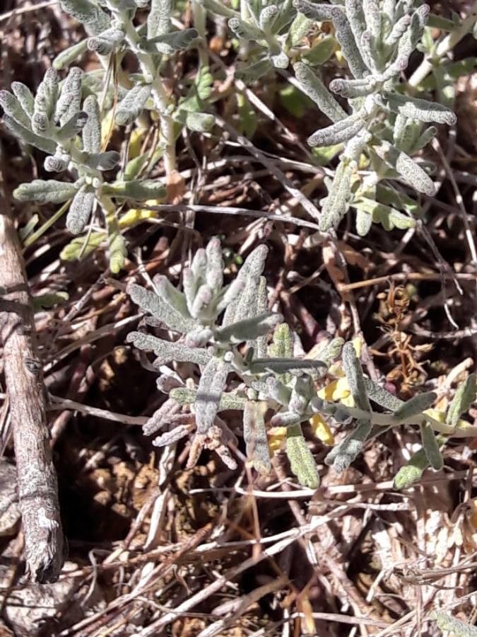 Teucrium polium — search result for 'Algeria'