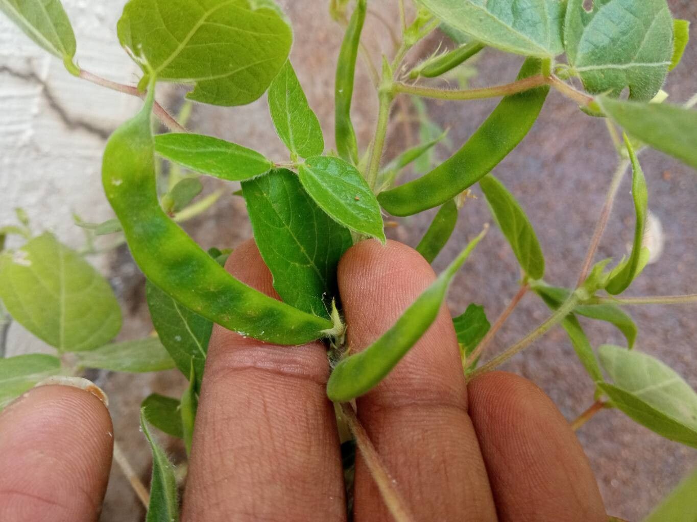 Macrotyloma axillare fruit