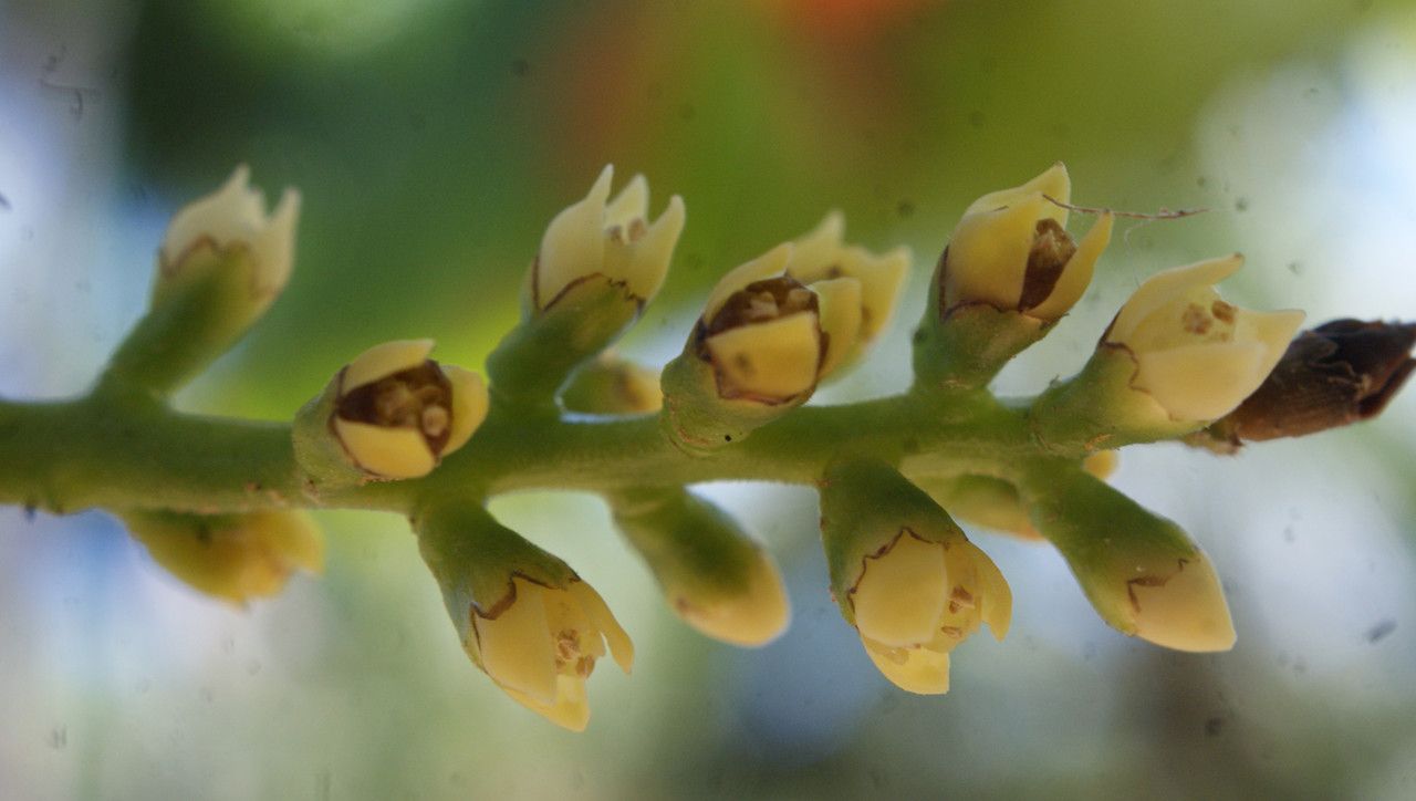 Licuala grandis flower