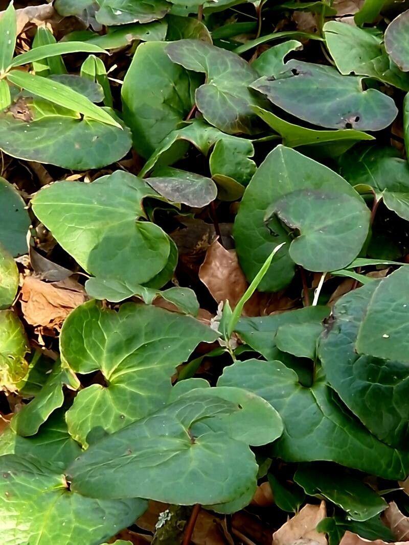 Asarum cardiophyllum leaf