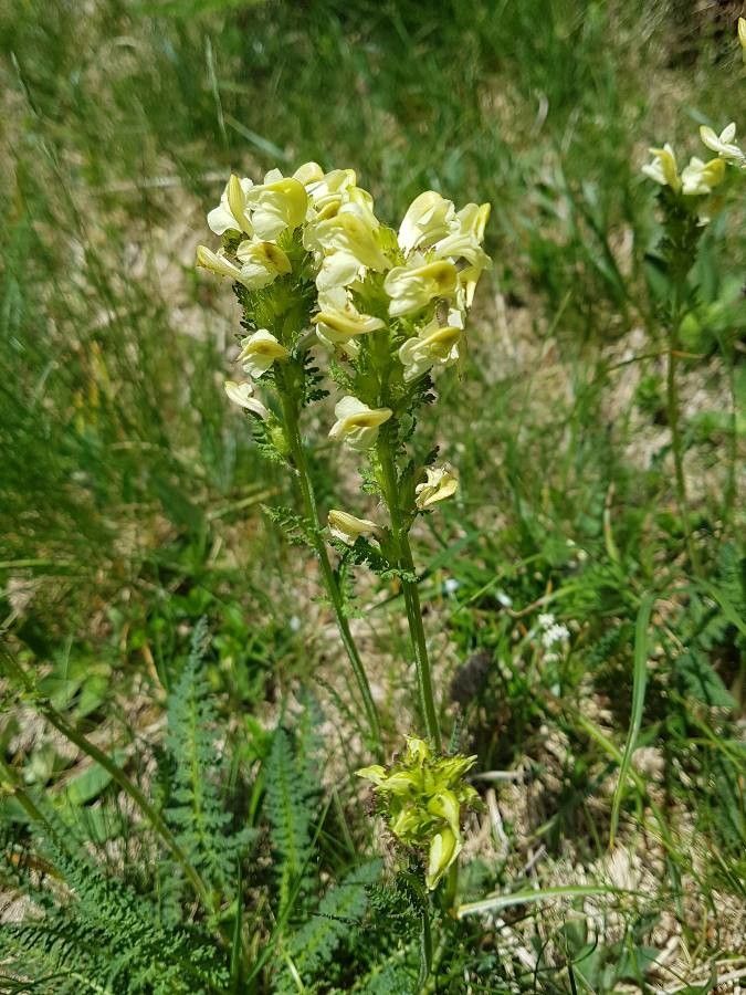 Pedicularis tuberosa flower
