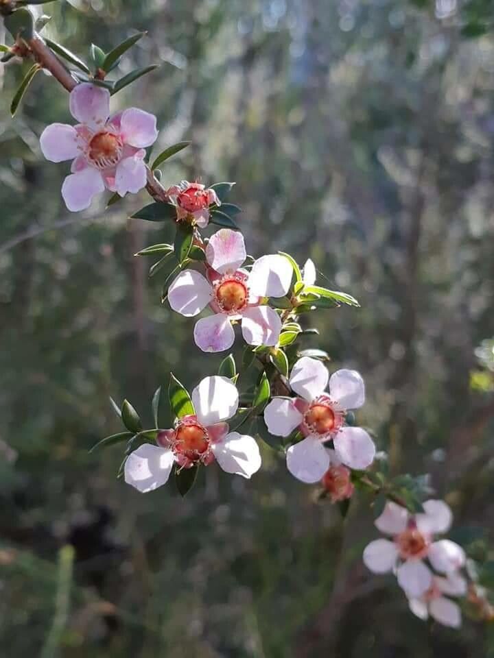Leptospermum squarrosum flower