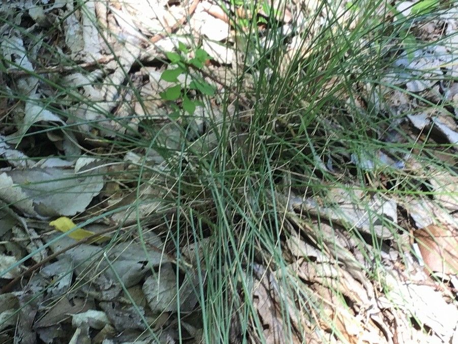 Festuca duriotagana — houseplant care guide