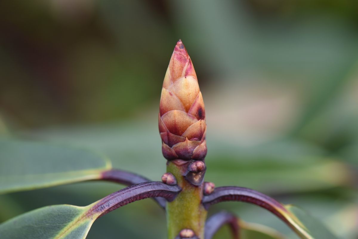 Rhododendron davidii other