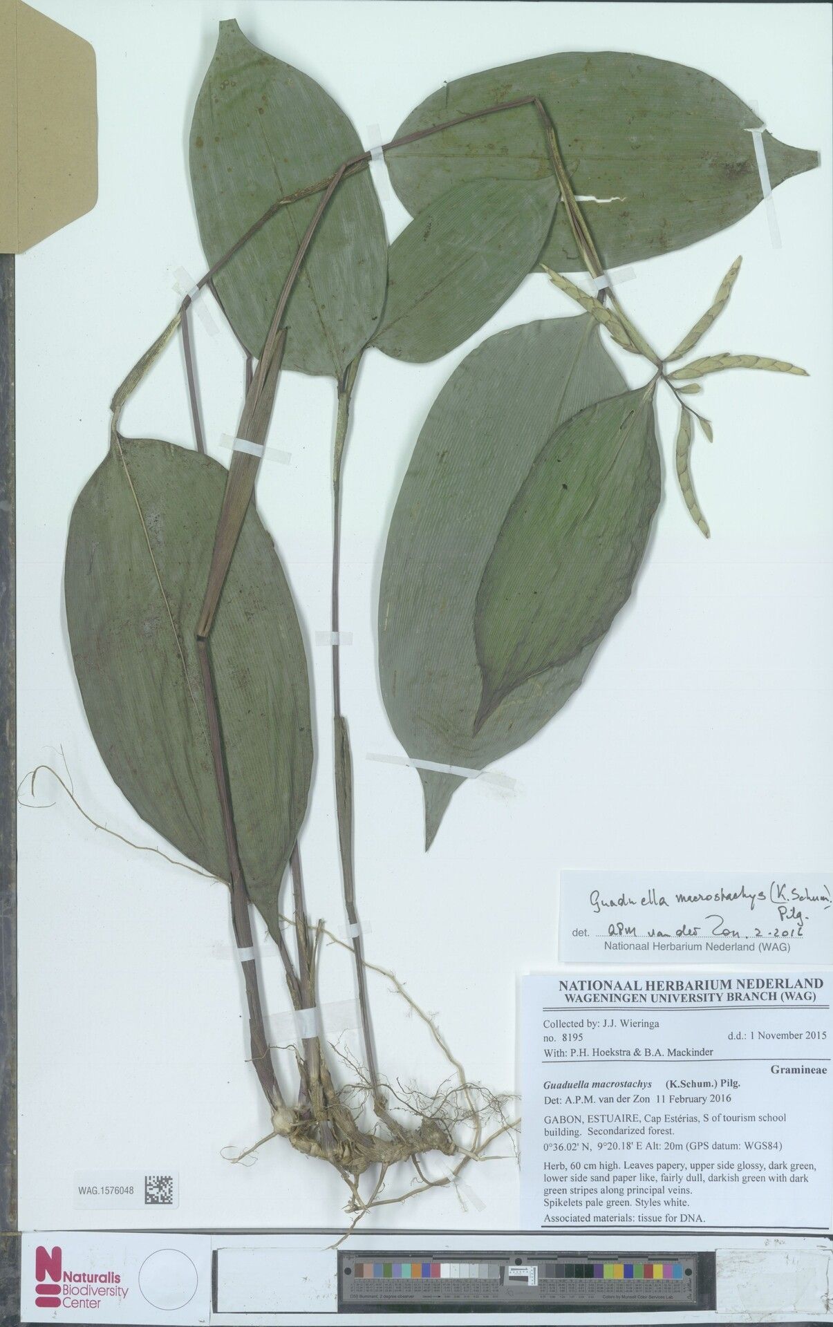Guaduella macrostachys — related species from the same genus