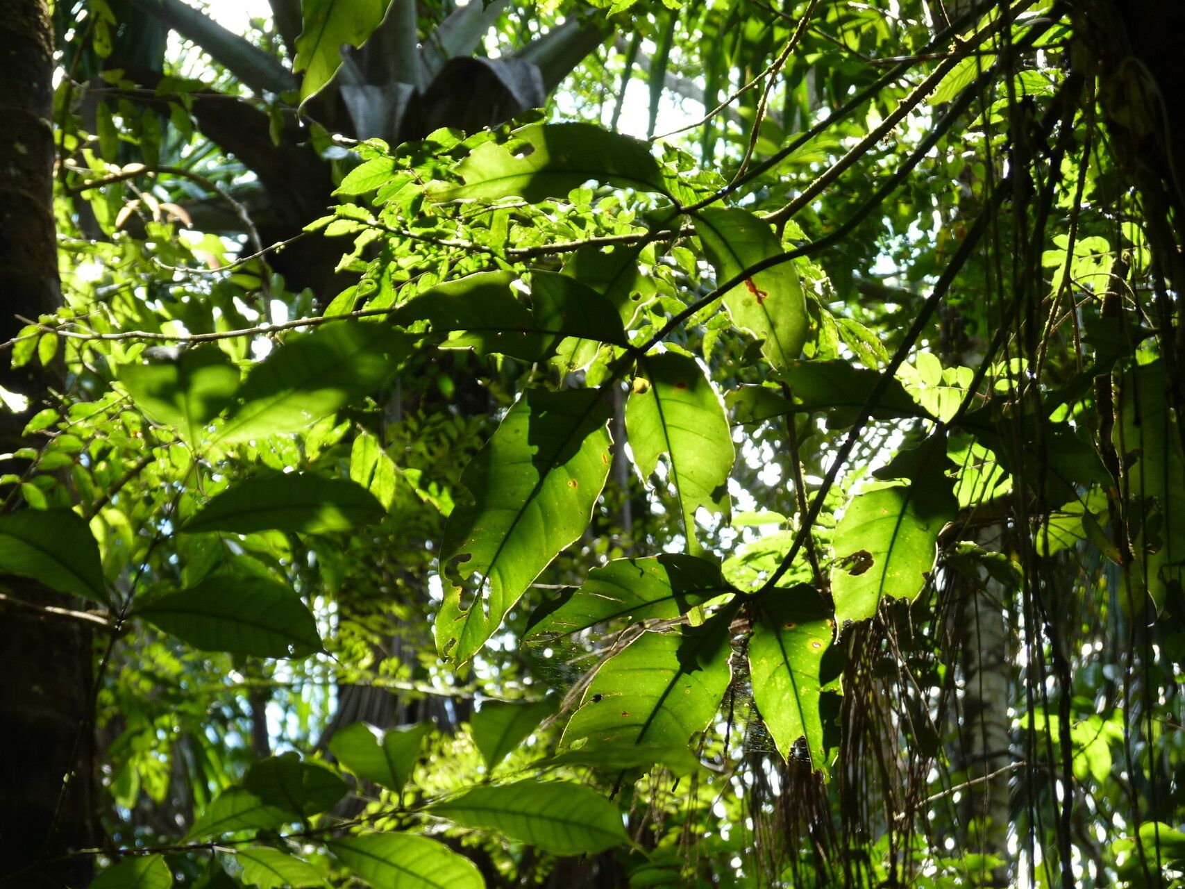 Philodendron hylaeae — houseplant care guide