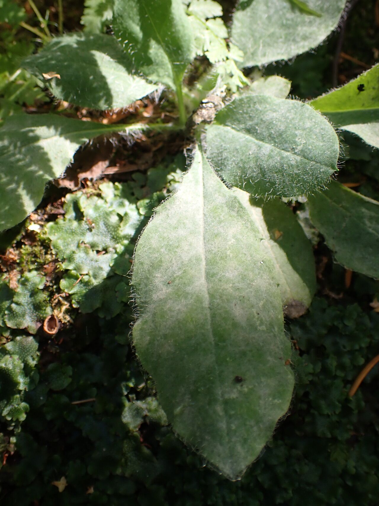 Hieracium lawsonii — houseplant care guide