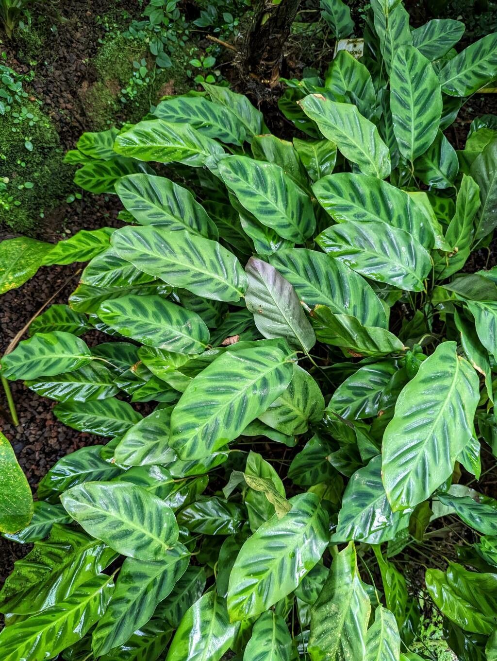 Goeppertia concinna habit