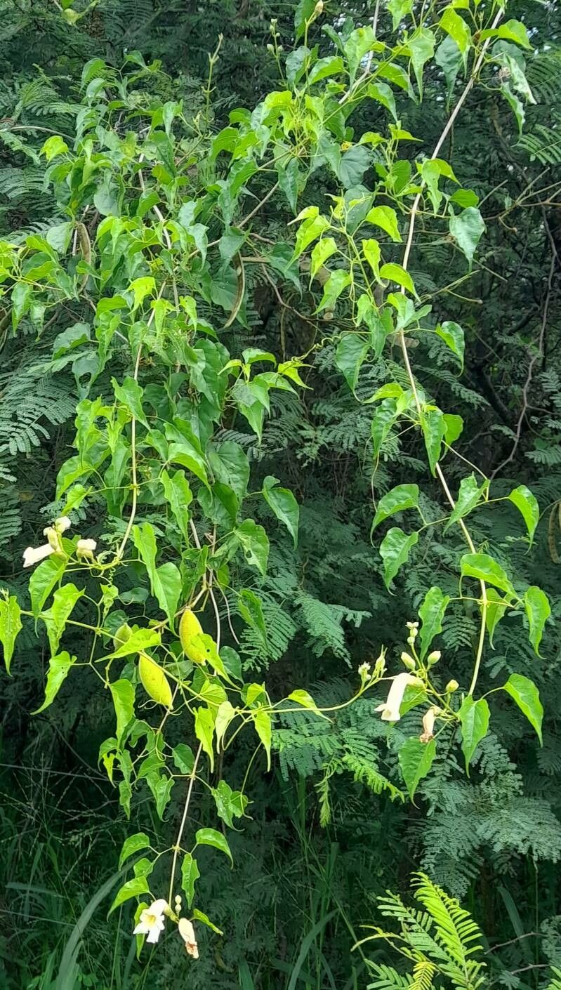 Amphilophium carolinae habit