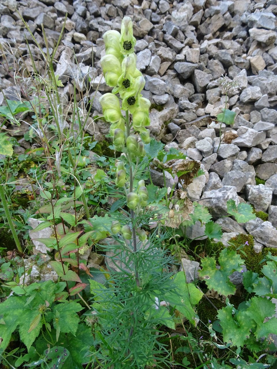 Aconitum anthora leaf