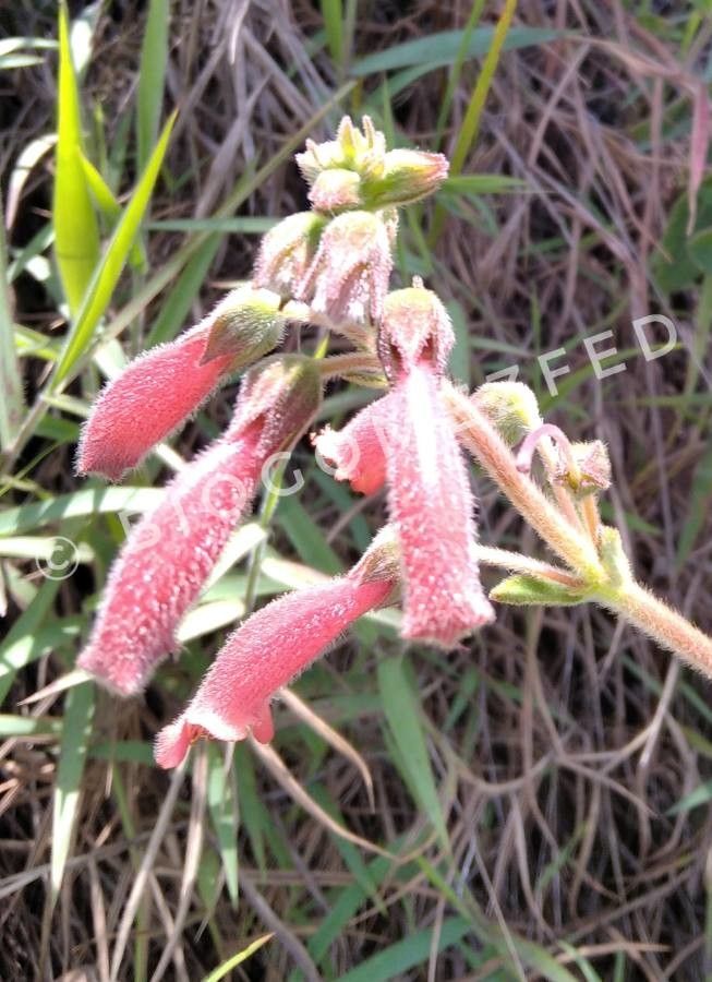 Penstemon baccharifolius flower