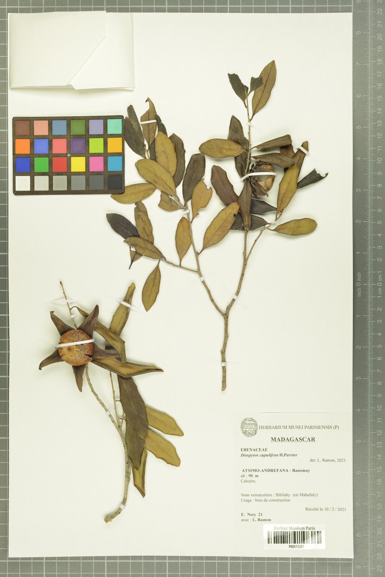 Diospyros cupulifera — houseplant care guide