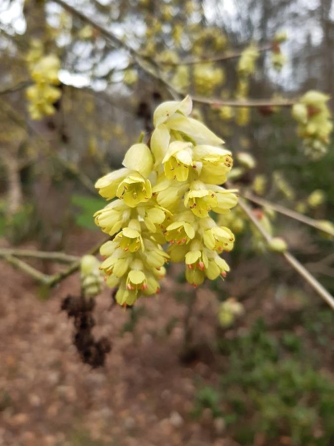 Corylopsis glabrescens flower