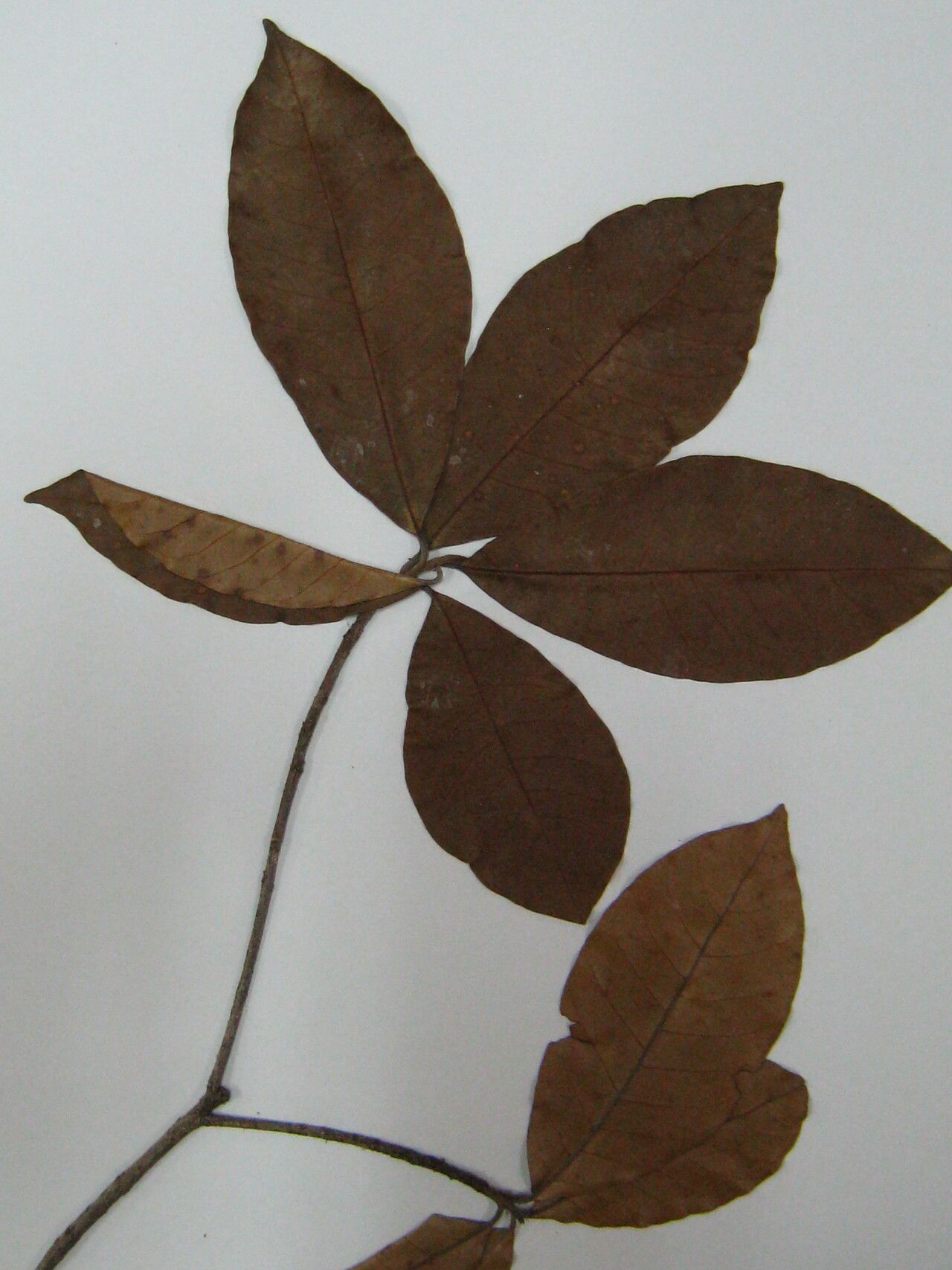 Pradosia surinamensis — houseplant care guide