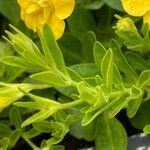 Calibrachoa parviflora