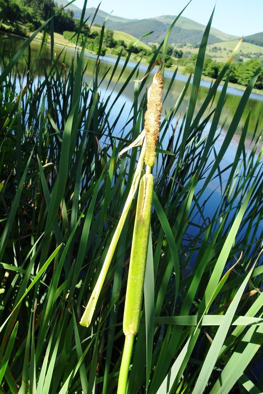 Typha angustifolia flower