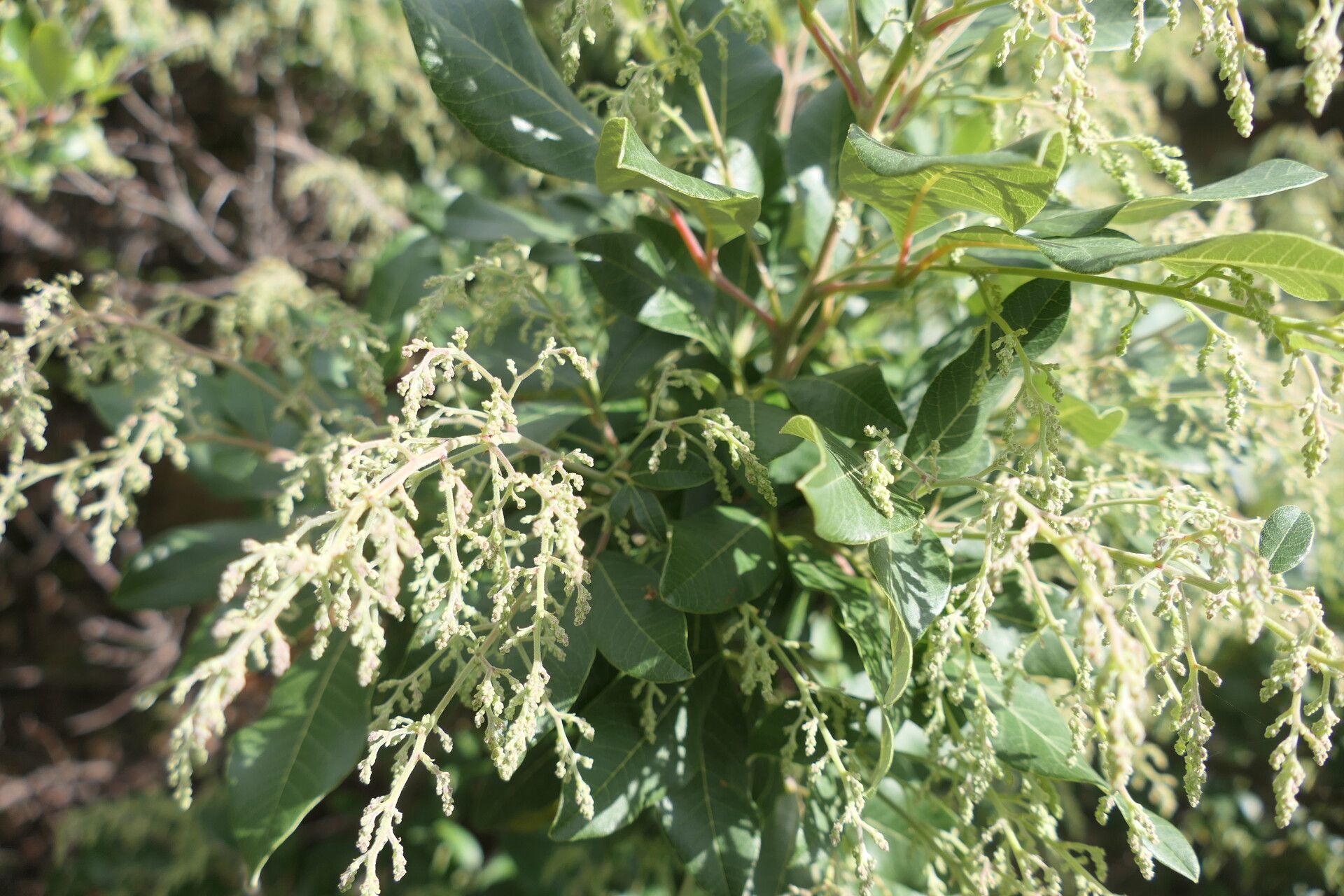 Searsia tomentosa flower