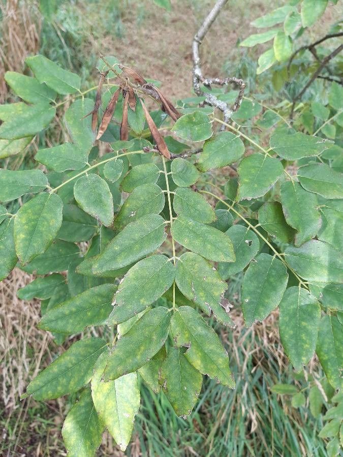 Maackia amurensis — search result for 'Russia'